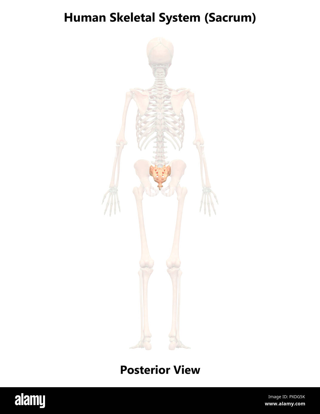 Scheletro umano del sistema colonna vertebrale anatomia Foto Stock