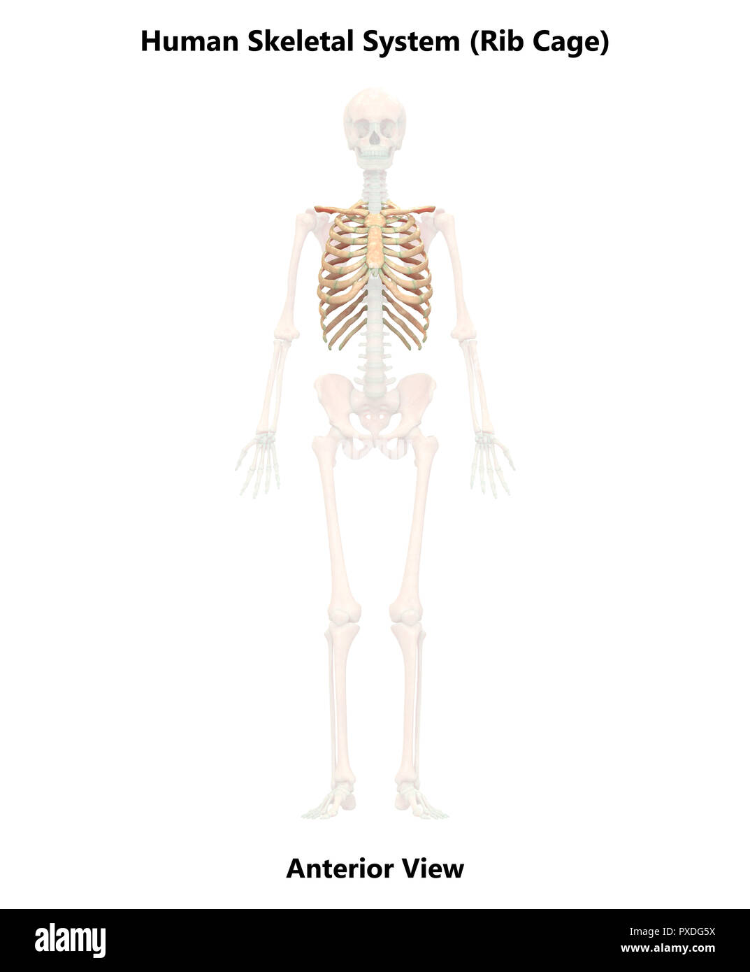 Scheletro umano ossa del sistema vista anteriore anatomia Foto Stock