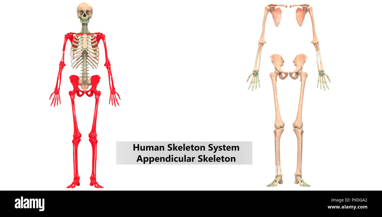 Scheletro umano Appendicular del sistema e dello scheletro assiale anatomia Foto Stock
