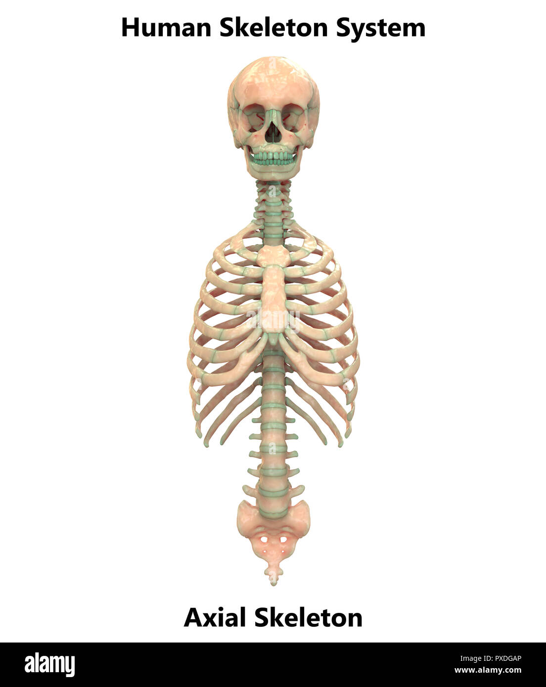 Scheletro umano Appendicular del sistema e dello scheletro assiale anatomia Foto Stock
