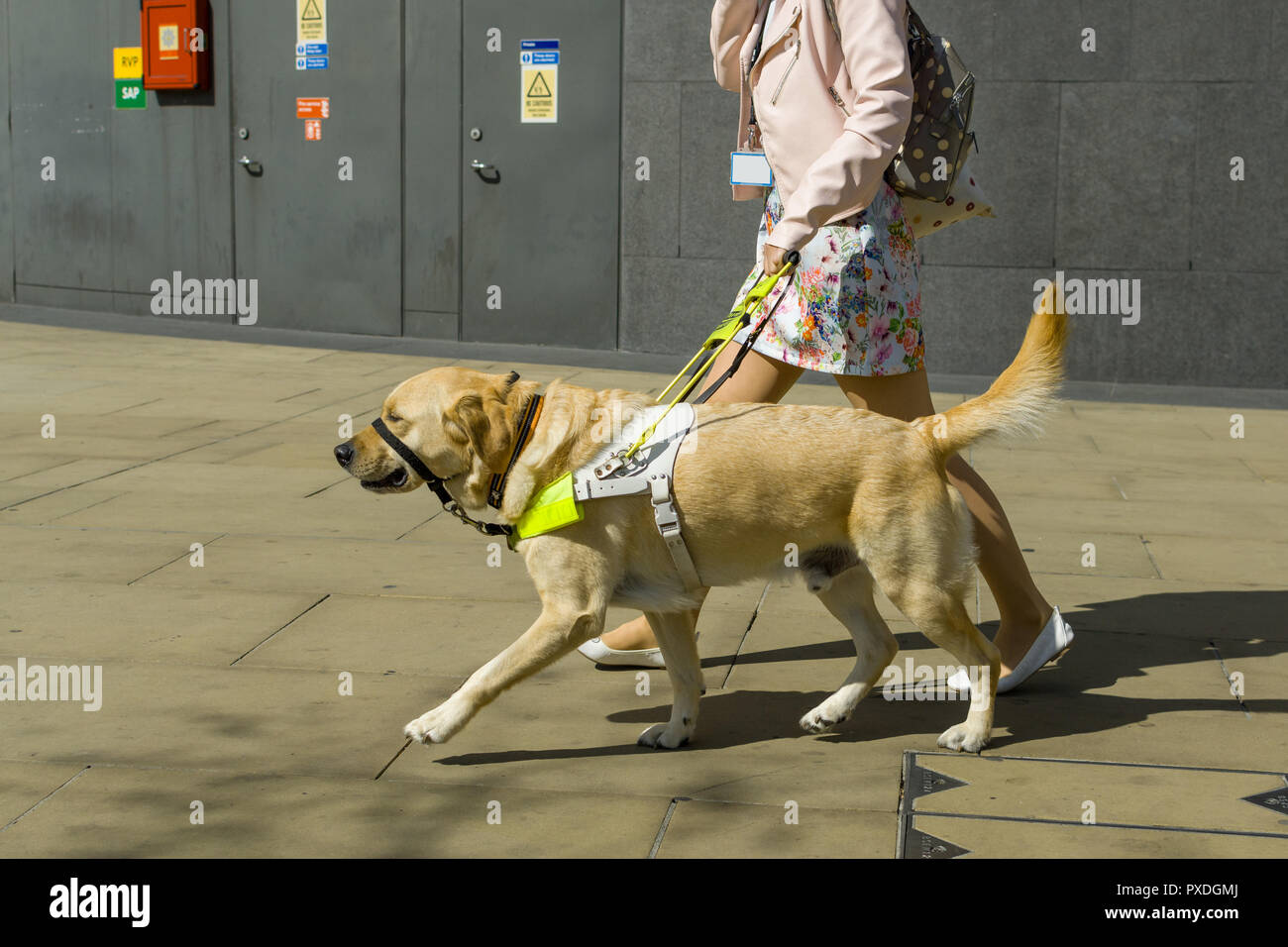 Una femmina di cane guida trainer passeggiate un Golden Retriever al di fuori in una giornata di sole, London, Regno Unito Foto Stock