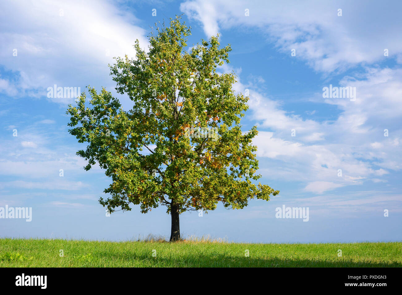 Bella lonely di rovere con colori d'autunno foglie su un prato verde in una giornata di sole (alta dettagli). Foto Stock