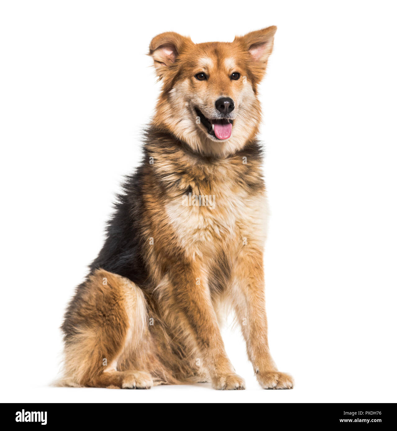 Mixed-razza cane, 8 anni, seduti contro uno sfondo bianco Foto Stock