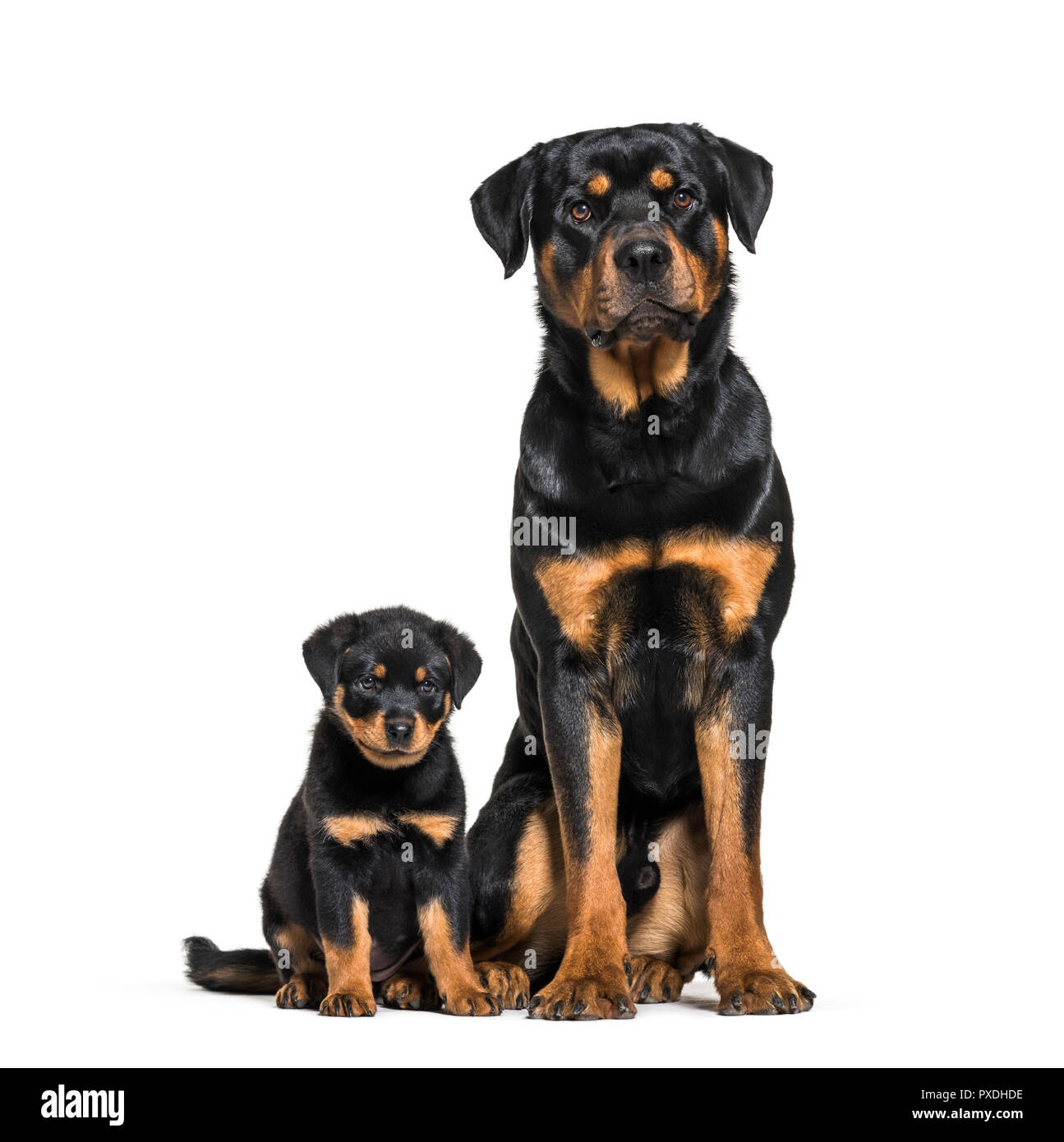 Rottweiler, 18 mesi di età e 3 mesi di età, di fronte a uno sfondo bianco Foto Stock