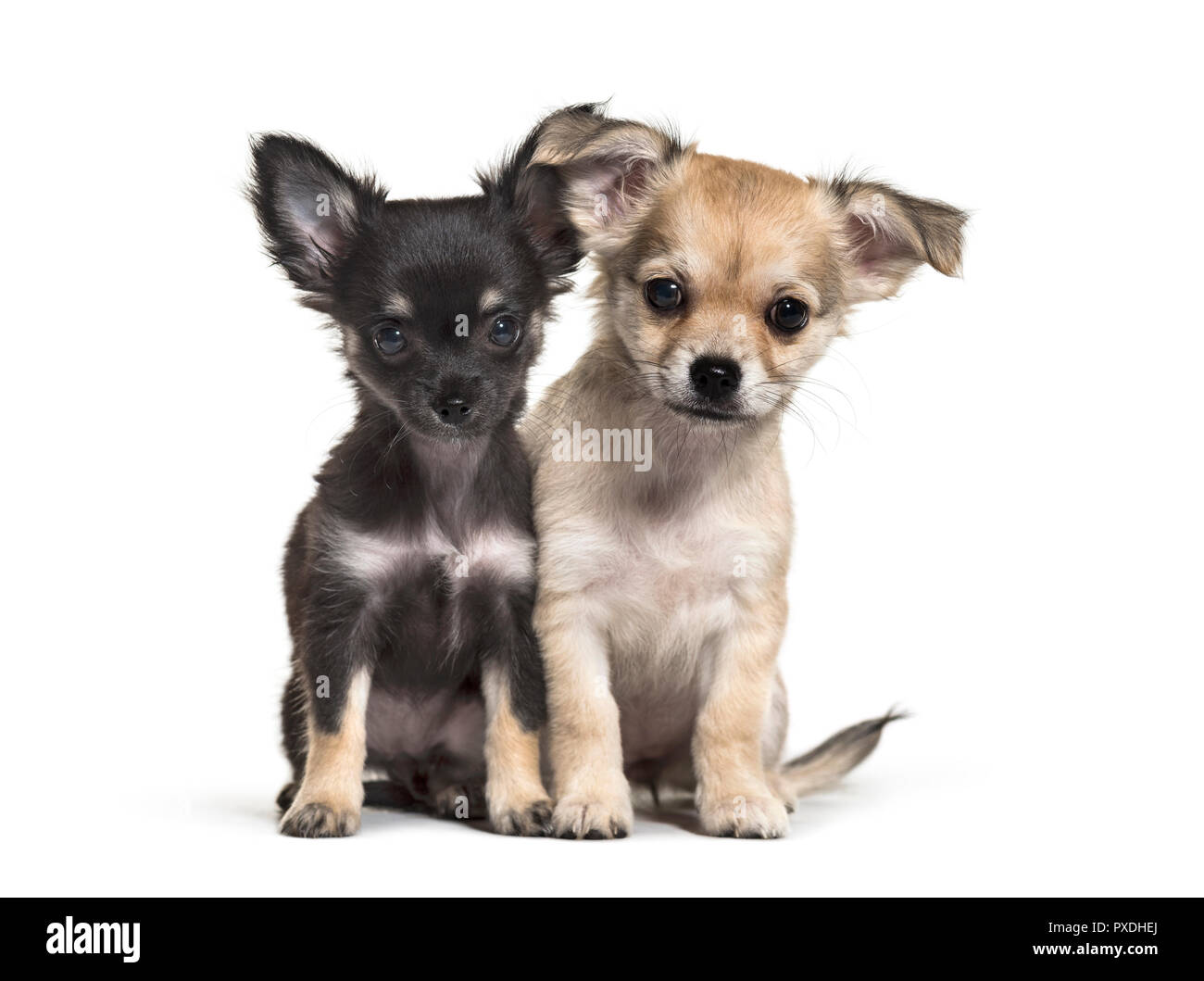 Due cuccioli di chihuahua, 11 settimane di età, seduta, di fronte a uno sfondo bianco Foto Stock