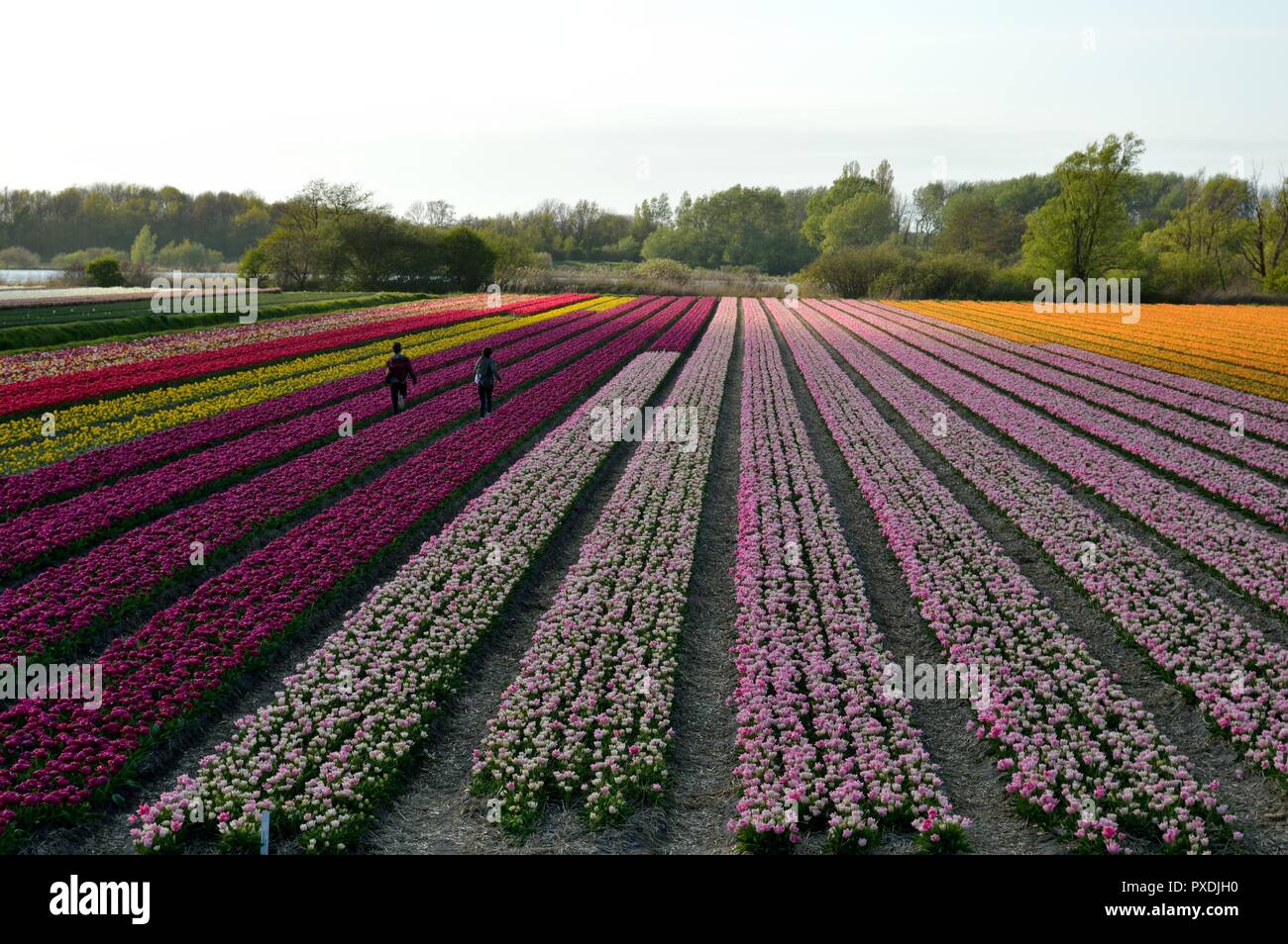 Campi di Tulipani in Olanda Foto Stock