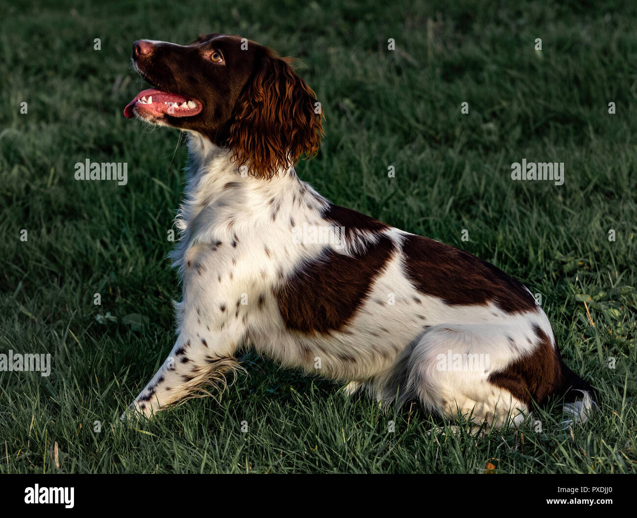 Addestramento del Gundog con gli Spaniels dello Springer inglese di lavoro Foto Stock