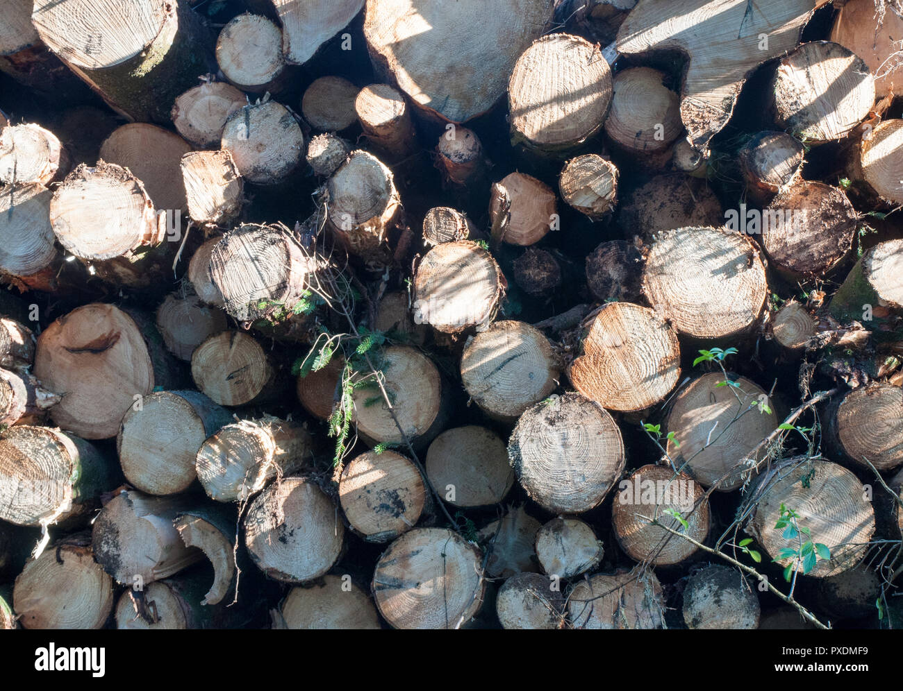 Una vista di estremità di una pila di tronchi di alberi dopo essere stato abbattuto a causa di pericolosi dopo un sacco di venti alti. Foto Stock