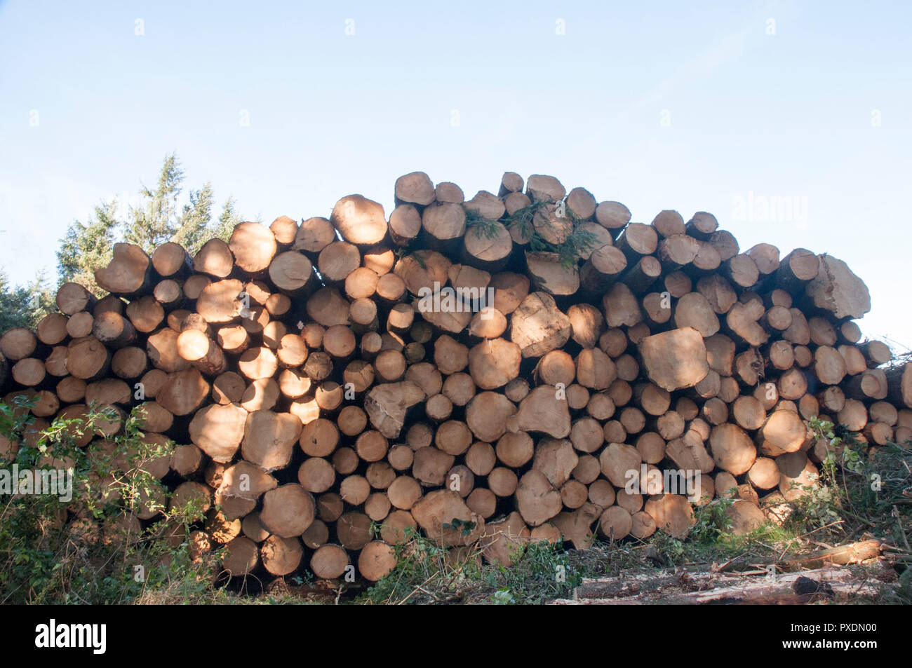 Pila di tagliare tronchi d albero dopo essere stato abbattuto a causa di pericolosi dopo un sacco di venti alti. Verranno riciclati in altri progetti all'interno del parco. Foto Stock