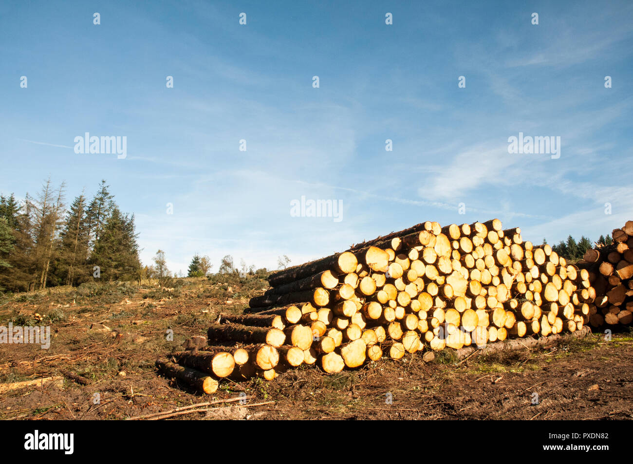 Pile di tagliare tronchi d albero dopo essere stato abbattuto a causa di pericolosi dopo un sacco di venti alti. Verranno riciclati in altri progetti all'interno del parco. Foto Stock