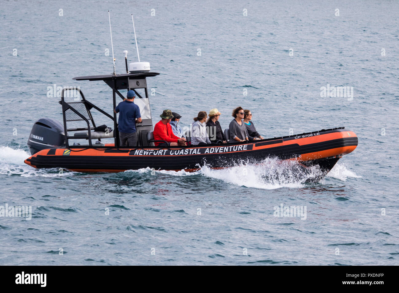 Newport avventura costiere barca con passeggeri su una balena e vita marina guardando il viaggio fuori di Newport Beach in California, Stati Uniti d'America. Foto Stock