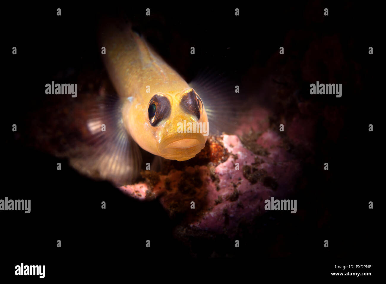 Utilizzando speciali fascio limitato snoot illuminazione, ho catturato questo piccolo occhio nero ghiozzo poggiante su un fondo sabbioso dove il pesce dart intorno alla ricerca di cibo Foto Stock