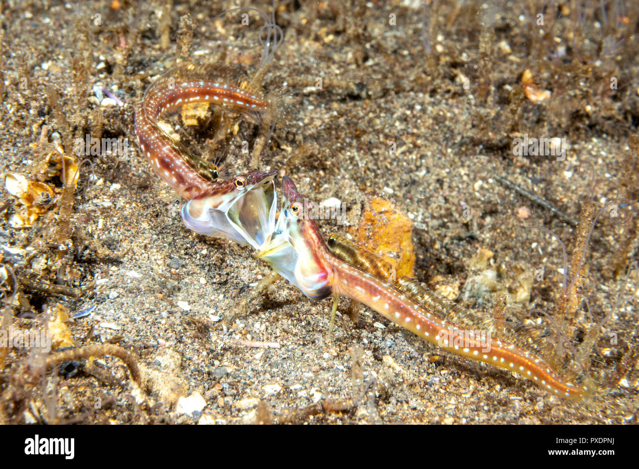 Due maschi gola arancione pike blennies visualizzazione aggressivo comportamento territoriale. Foto Stock