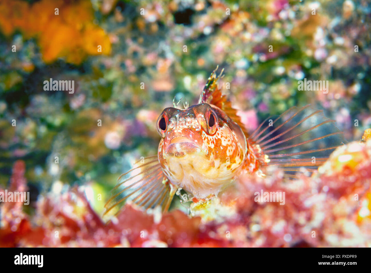 Una coloratissima isola kelpfish trovato in California's Isole del Canale resti immobile sul fondo prima di guizzanti lontano. Foto Stock