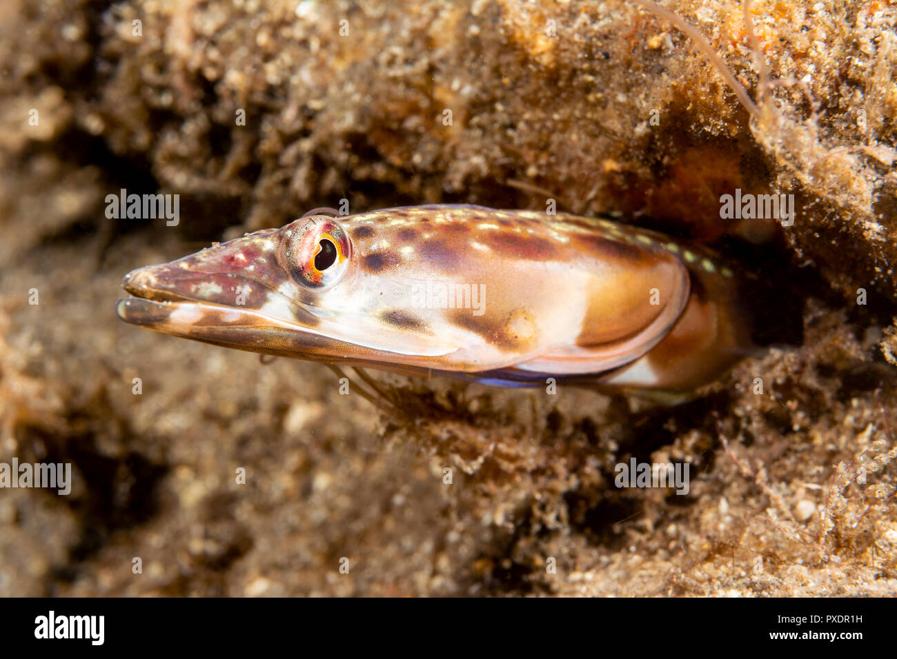 Una gola arancione pike bavose trovato in California's Isole del Canale peer fuori dal suo tubo a vite senza fine per il quale egli vive. Foto Stock