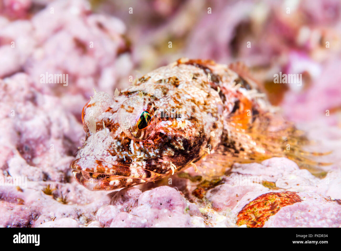 Un sculpin coralline poggia su una scogliera nelle acque della California per le Isole del Canale. Sculpin coralline, subacquea, fotografia, testa, viso, intertid Foto Stock