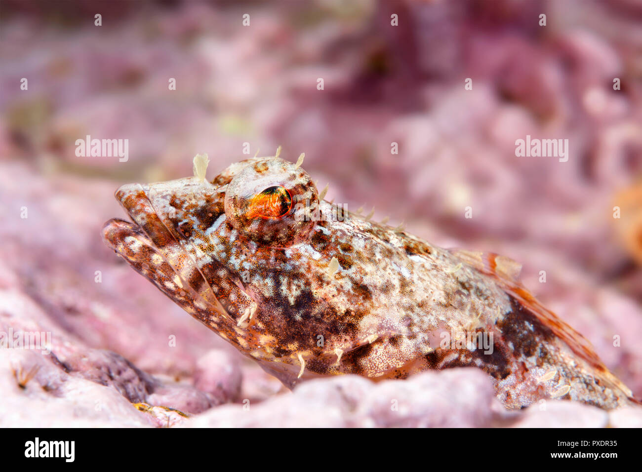 Un sculpin coralline poggia su una scogliera nelle acque della California per le Isole del Canale. Sculpin coralline, subacquea, fotografia, testa, viso, intertid Foto Stock