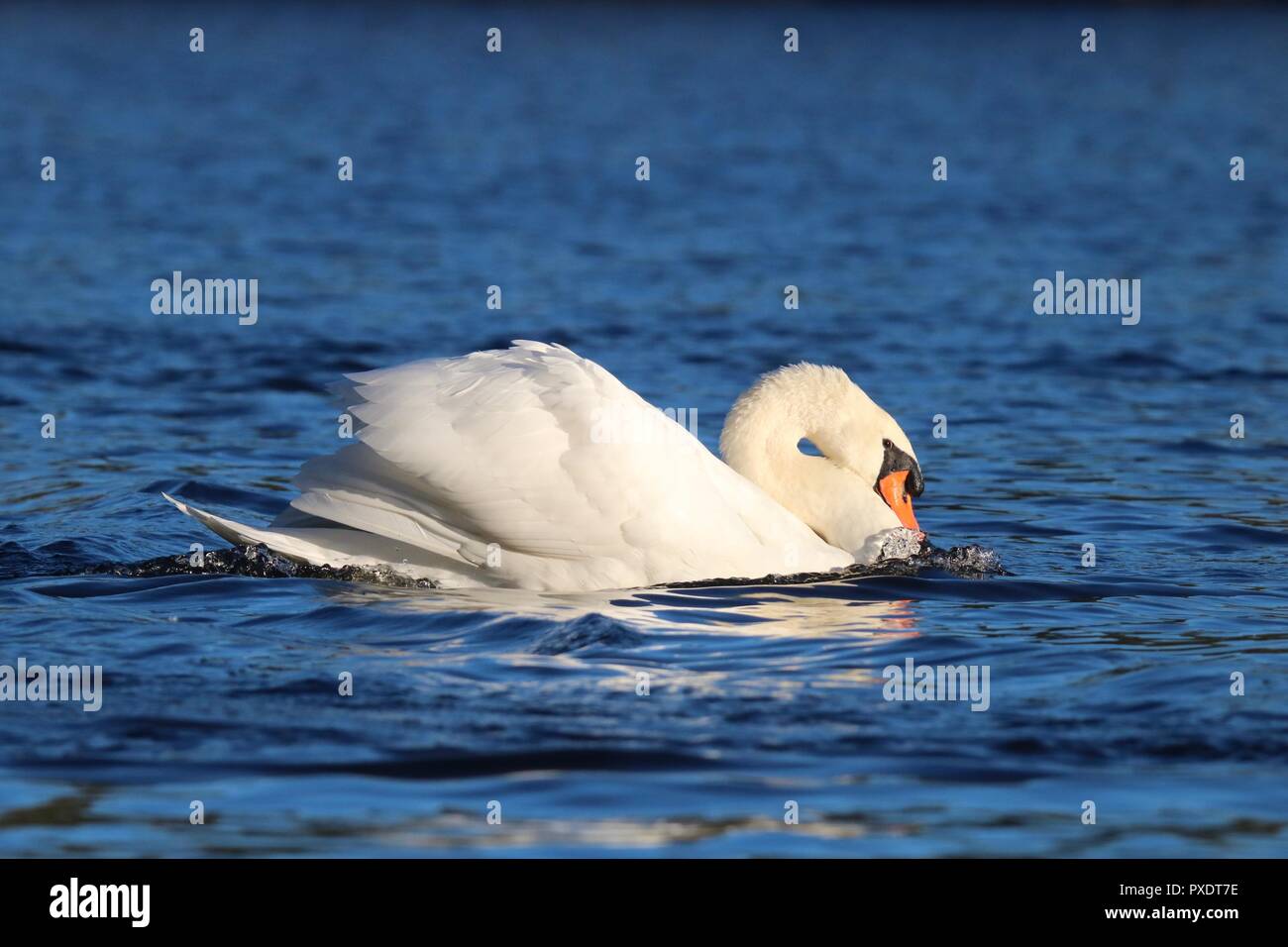 Un cigno Cygnus olor nuoto su un lago blu in un atteggiamento minaccioso. Foto Stock