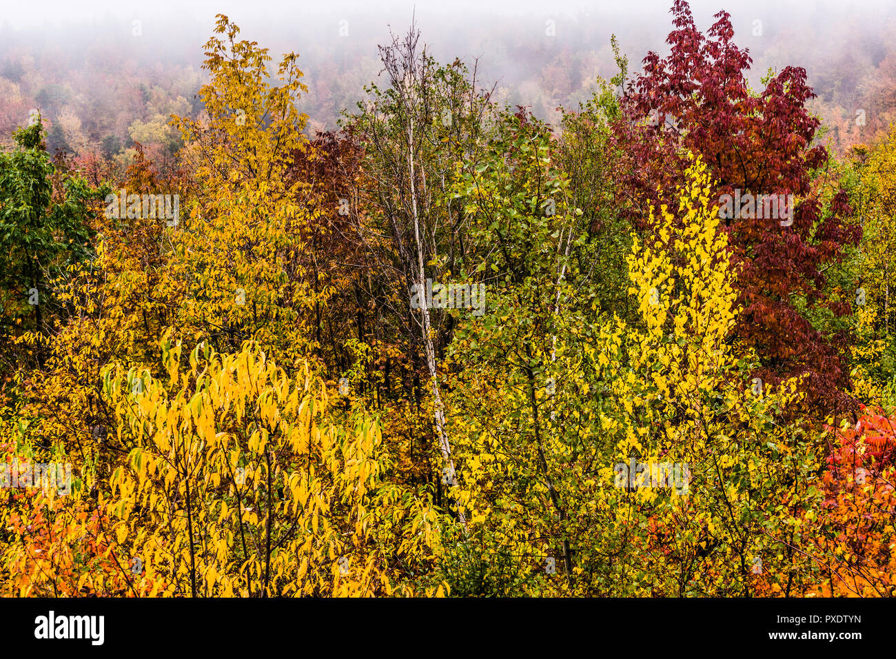 Hogback Mountain Regali   Wilmington, Vermont, USA Foto Stock