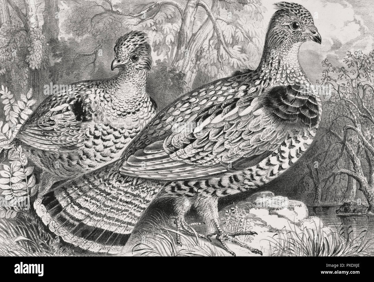 Ruffed grouse - stampa mostra due ruffed grouse in piedi sulla riva di una palude nella foresta, circa 1871 Foto Stock