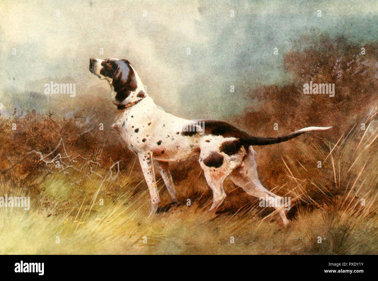 Come ottenere il vento - un cane da caccia come ottenere il profumo Foto Stock