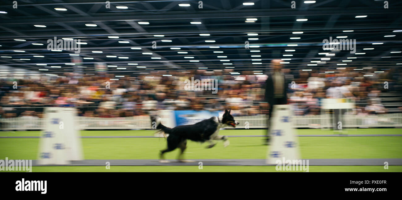 Londra, Regno Unito. Il 21 ottobre, 2018. Scopri i cani 2018, London il più grande evento del cane è stata svolta quest'anno presso il centro Excel. Con oltre 200 razze in mostra e oltre 3000 Cani di presenze lo spettacolo è stato ospite di competizioni, Scrufts, bancarelle di allevamento e di beneficienza. © Simone re/ Alamy Live News Foto Stock
