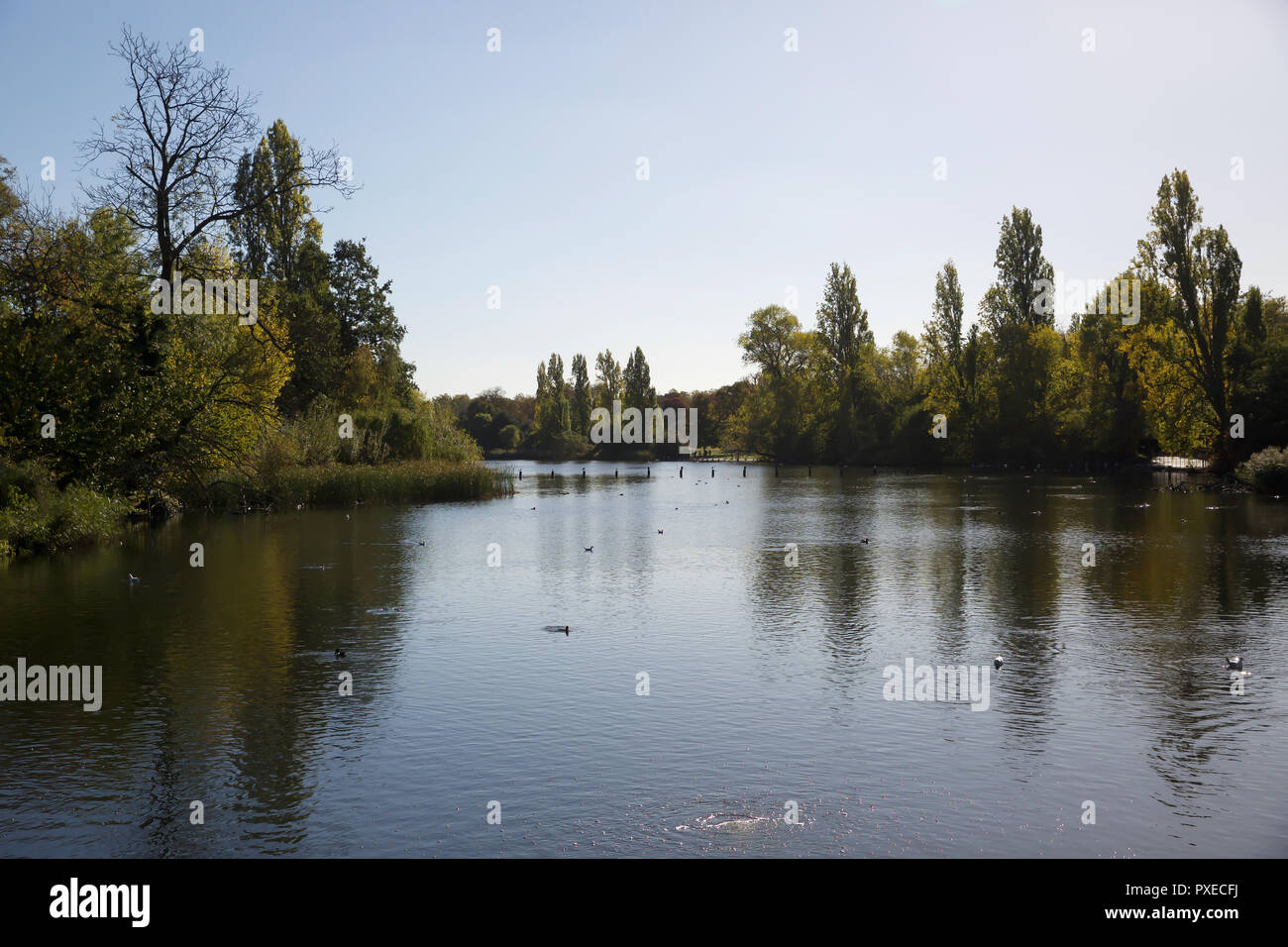 Londra, Regno Unito. 22 ottobre 2018. Glorioso caldo sole d'autunno a Kensington Gardens, Londra. Credit: Keith Larby/Alamy Live News Foto Stock
