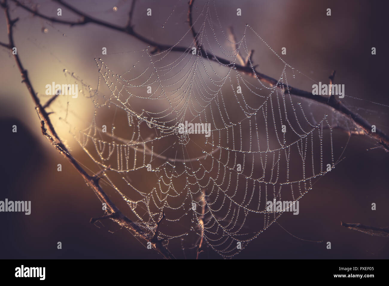 Ramoscelli Web del tramonto sullo sfondo della natura nel retro vintage colore concetto di groviglio Foto Stock