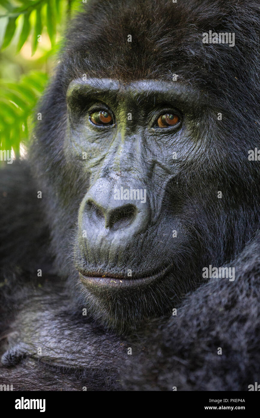 I gorilla di montagna nella foresta impenetrabile di Bwindi, Uganda Foto Stock