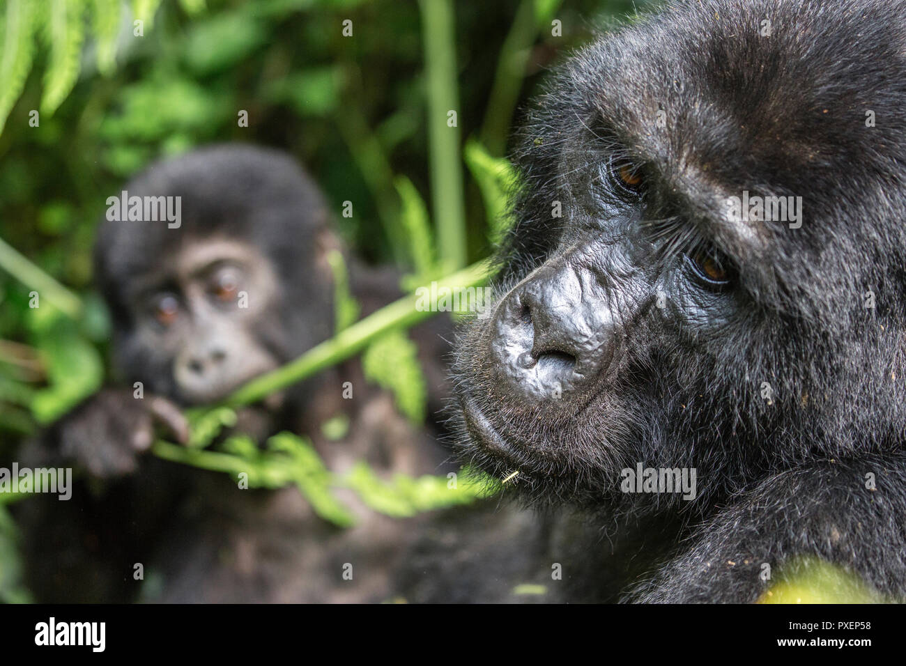 I gorilla di montagna nella foresta impenetrabile di Bwindi, Uganda Foto Stock