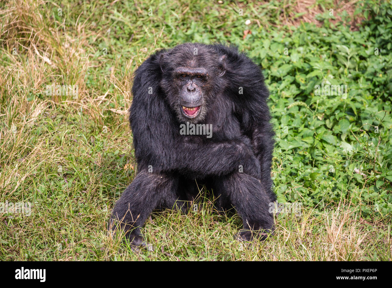 Isola Ngamba scimpanzé Santuario del lago Victoria, Uganda Foto Stock