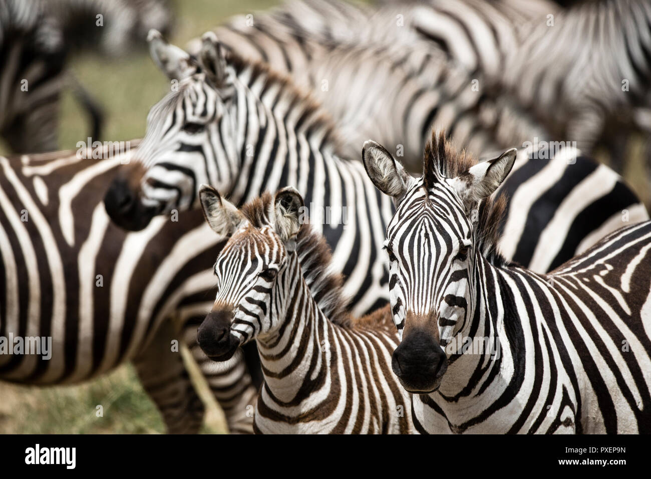 Zebra harem al cratere di Ngorongoro in Tanzania Foto Stock
