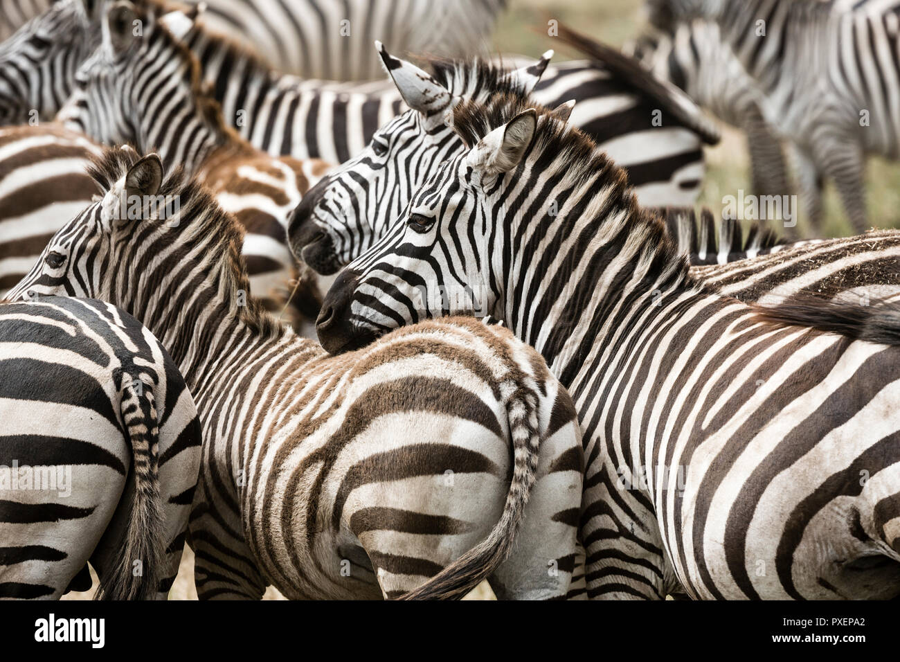 Zebra harem al cratere di Ngorongoro in Tanzania Foto Stock