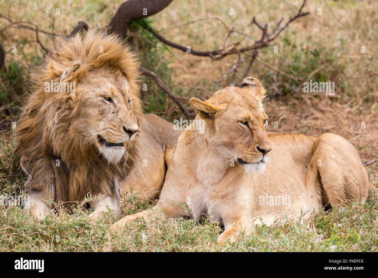 Lions nel Parco Nazionale del Serengeti, Tanzania Foto Stock