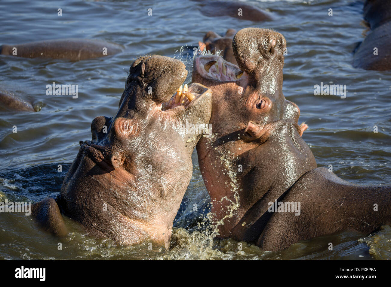 Ippopotami combattimenti nel Parco Nazionale del Serengeti, Tanzania Foto Stock