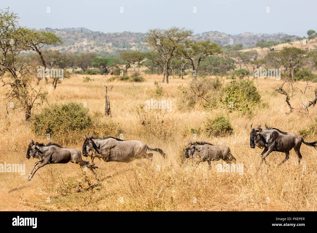 Grande Gnu migrazione nel Parco Nazionale del Serengeti, Tanzania Foto Stock