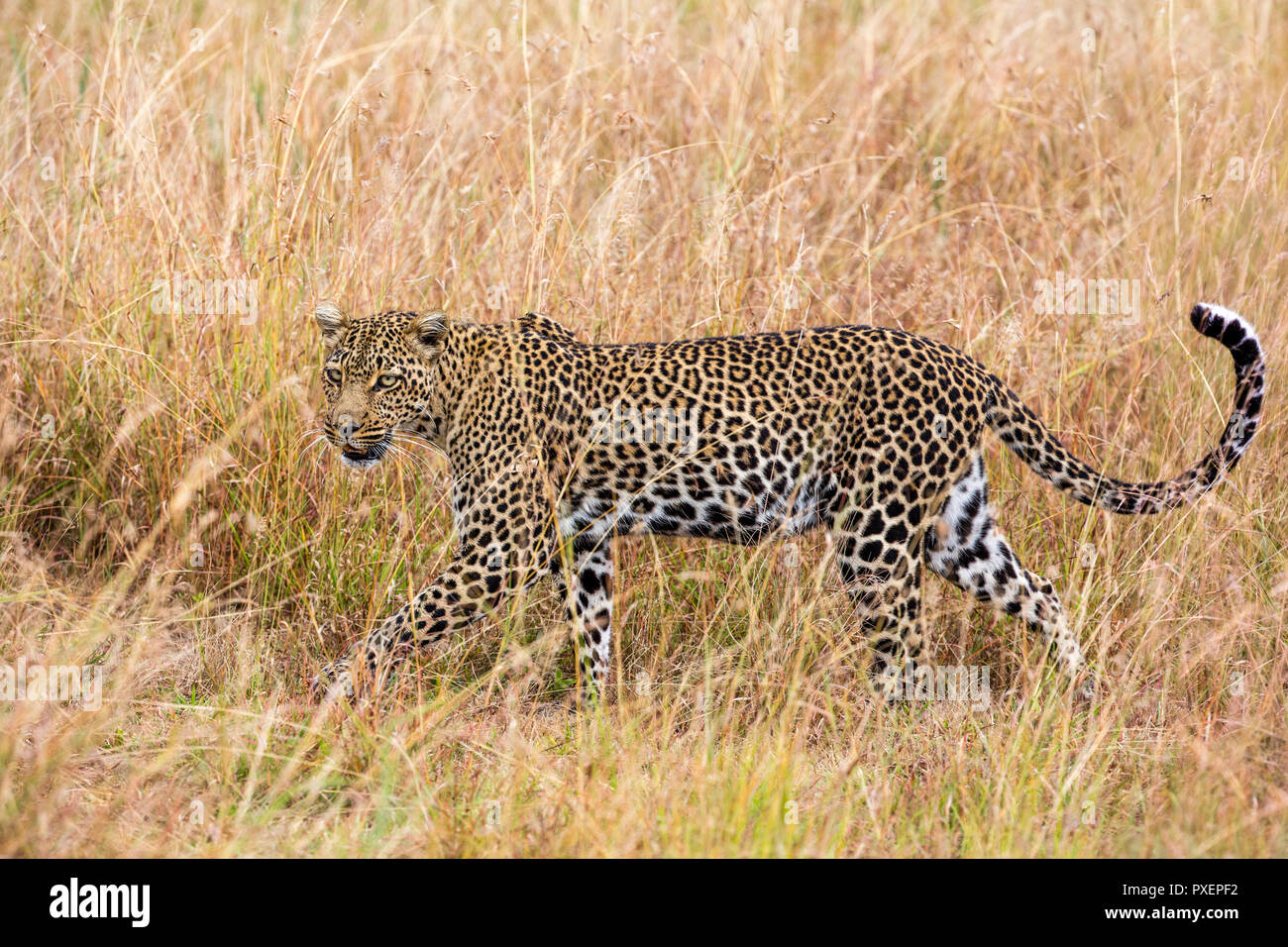 Leopard femmina nel Parco Nazionale del Serengeti, Tanzania Foto Stock