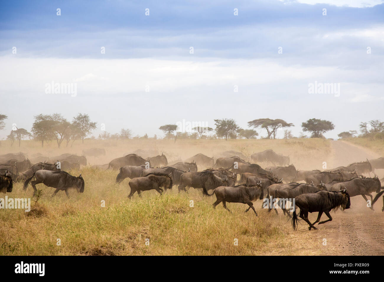 Grande Gnu migrazione nel Parco Nazionale del Serengeti, Tanzania Foto Stock