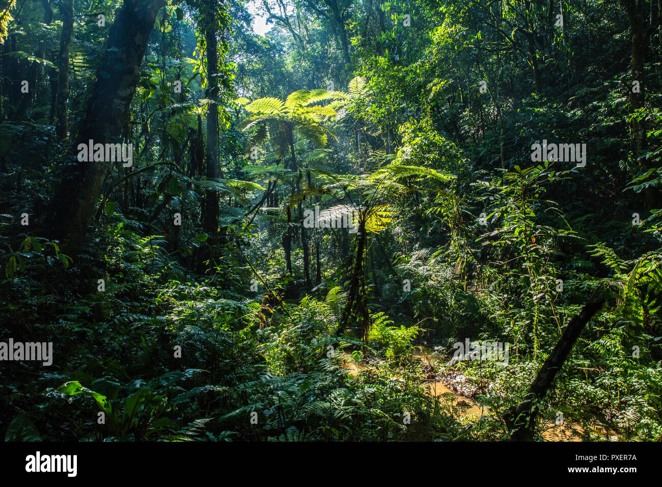 Foresta impenetrabile di Bwindi, Uganda Foto Stock