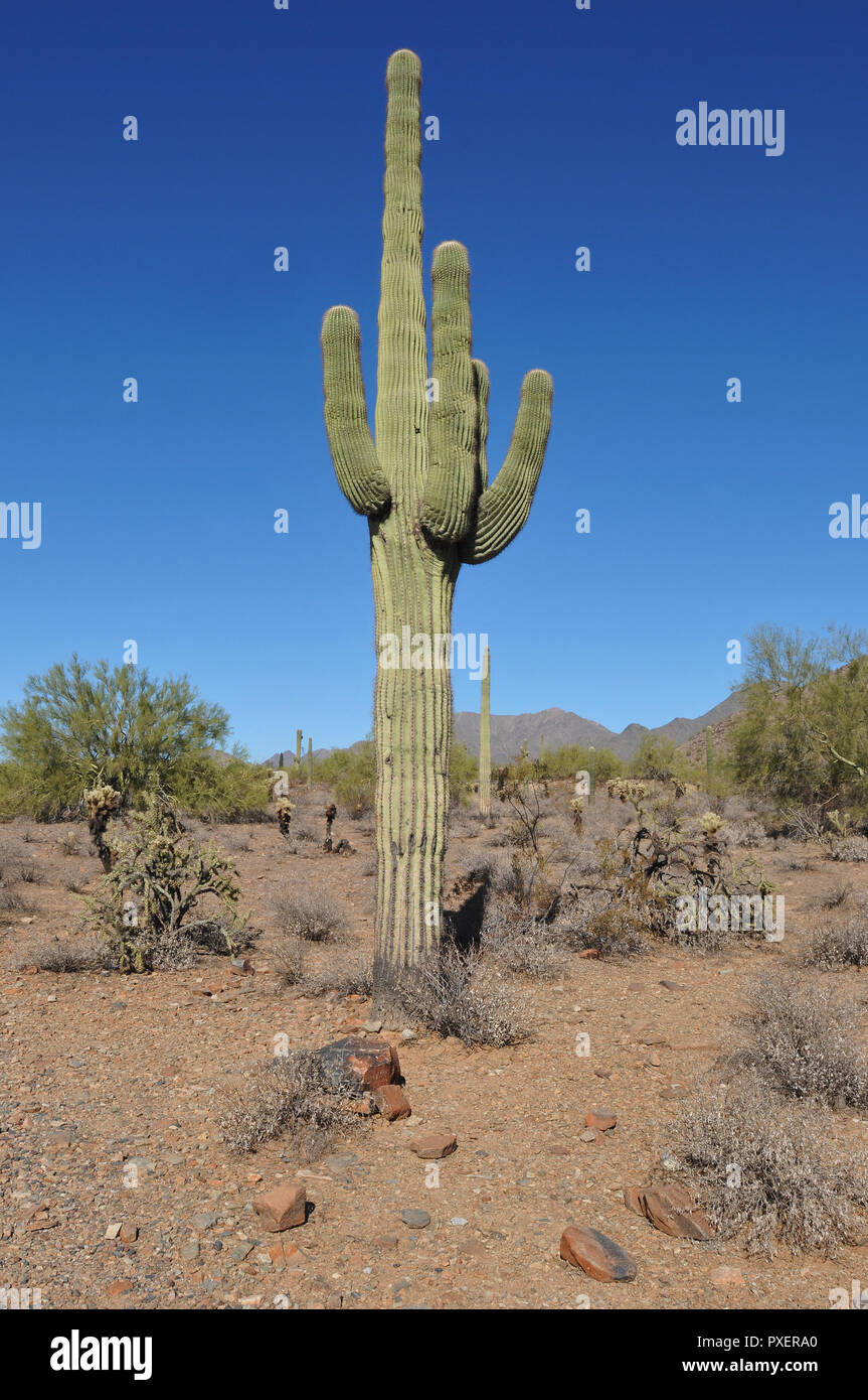 Il cactus Saguaro nativo del Deserto di Sonora negli Stati Uniti e in Messico, è diventato un simbolo iconico del sud-ovest americano. Foto Stock