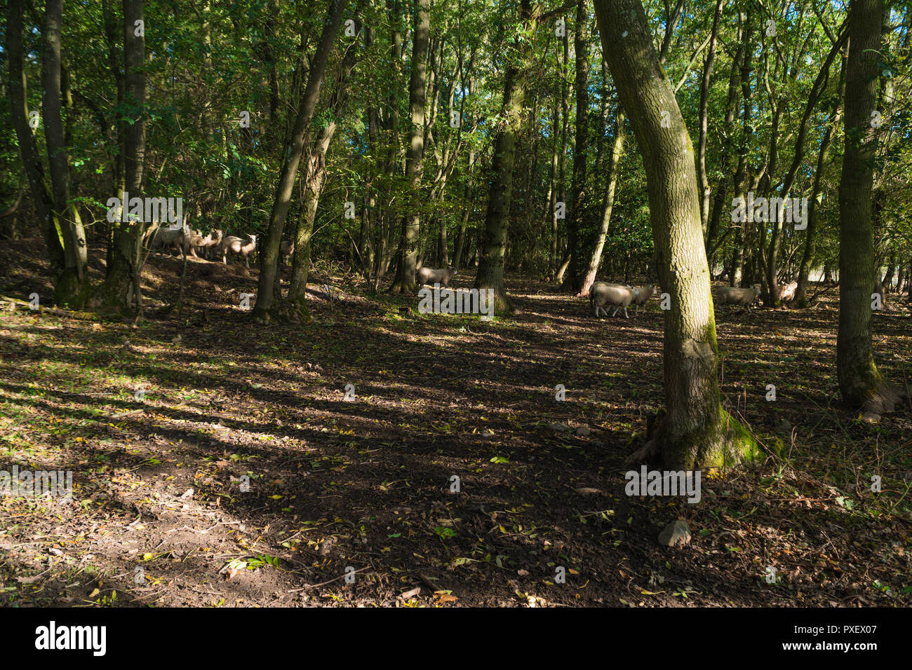 Pecore rovistando nel legno Cockshutt Shropshire REGNO UNITO. Ottobre 2018 Foto Stock