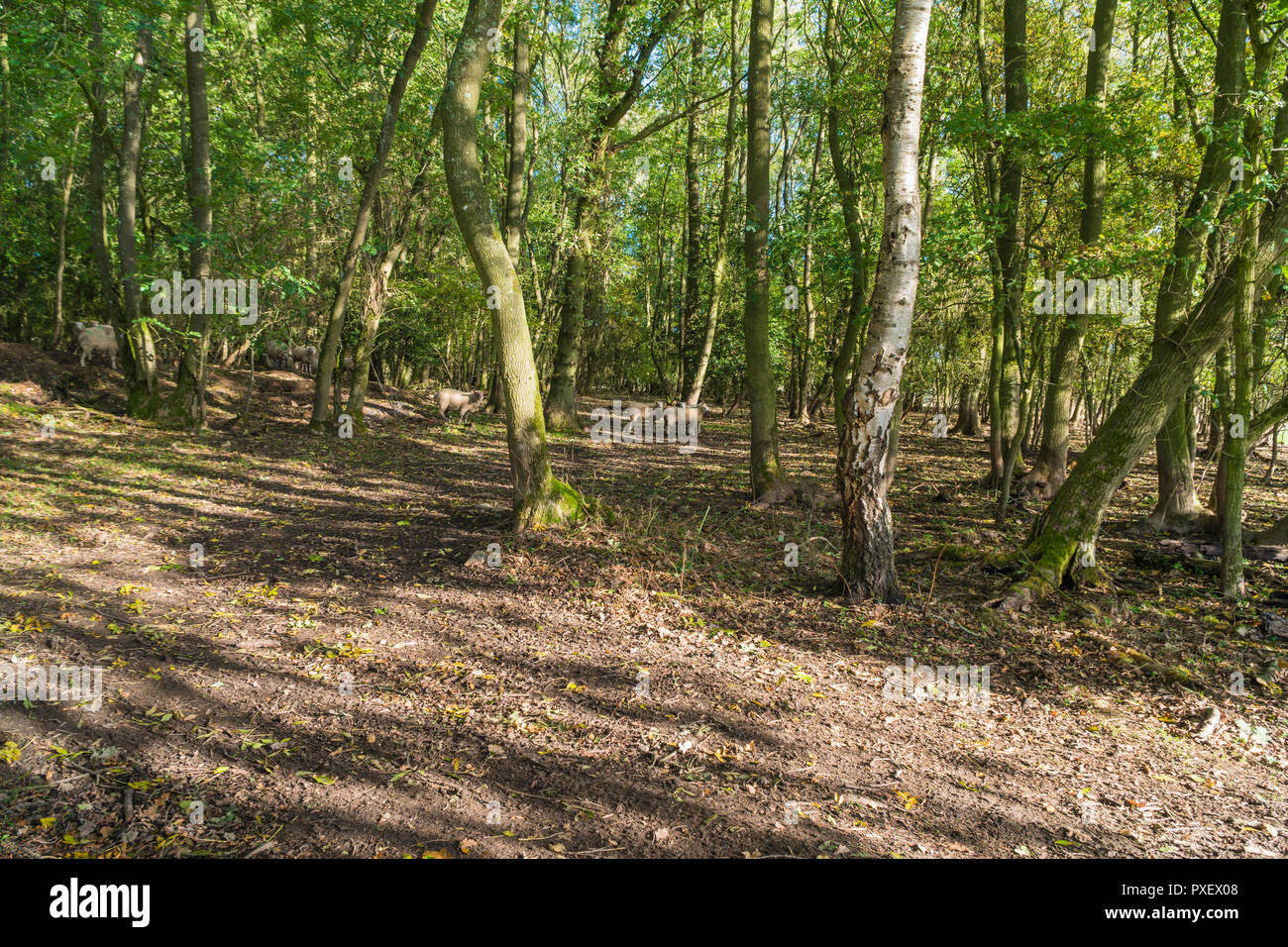 Pecore rovistando nel legno Cockshutt Shropshire REGNO UNITO. Ottobre 2018 Foto Stock