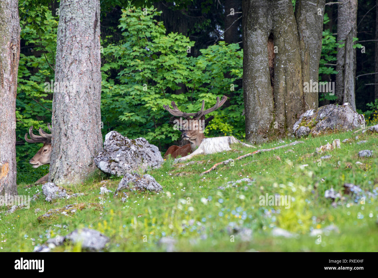 Ritratto di un orgogliosamente cercando di cervi in una foresta in estate Foto Stock