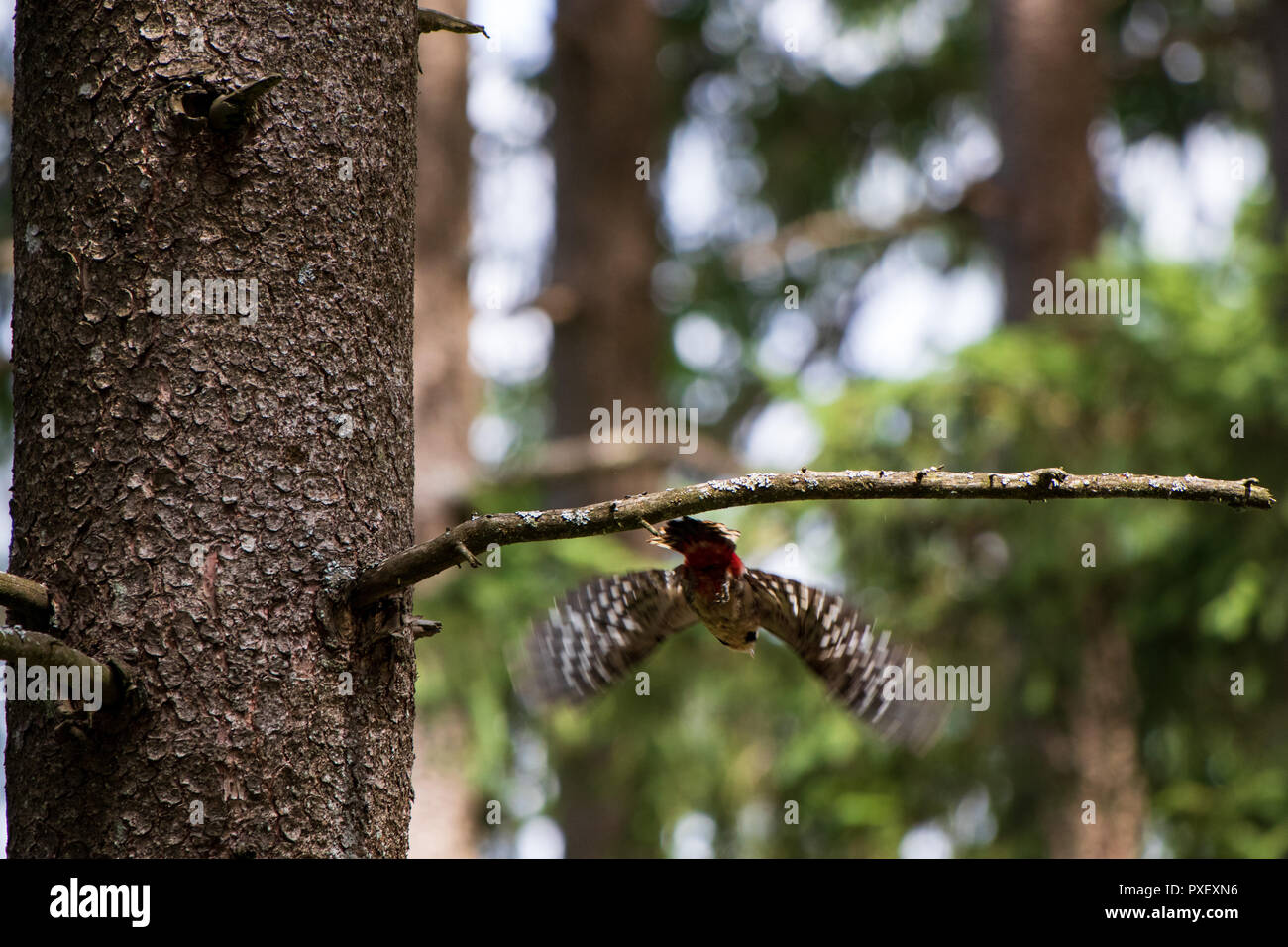 Picchio rosso maggiore seduto su un ceppo di legno nella foresta - grote bonte specht - Dendrocopos major Foto Stock