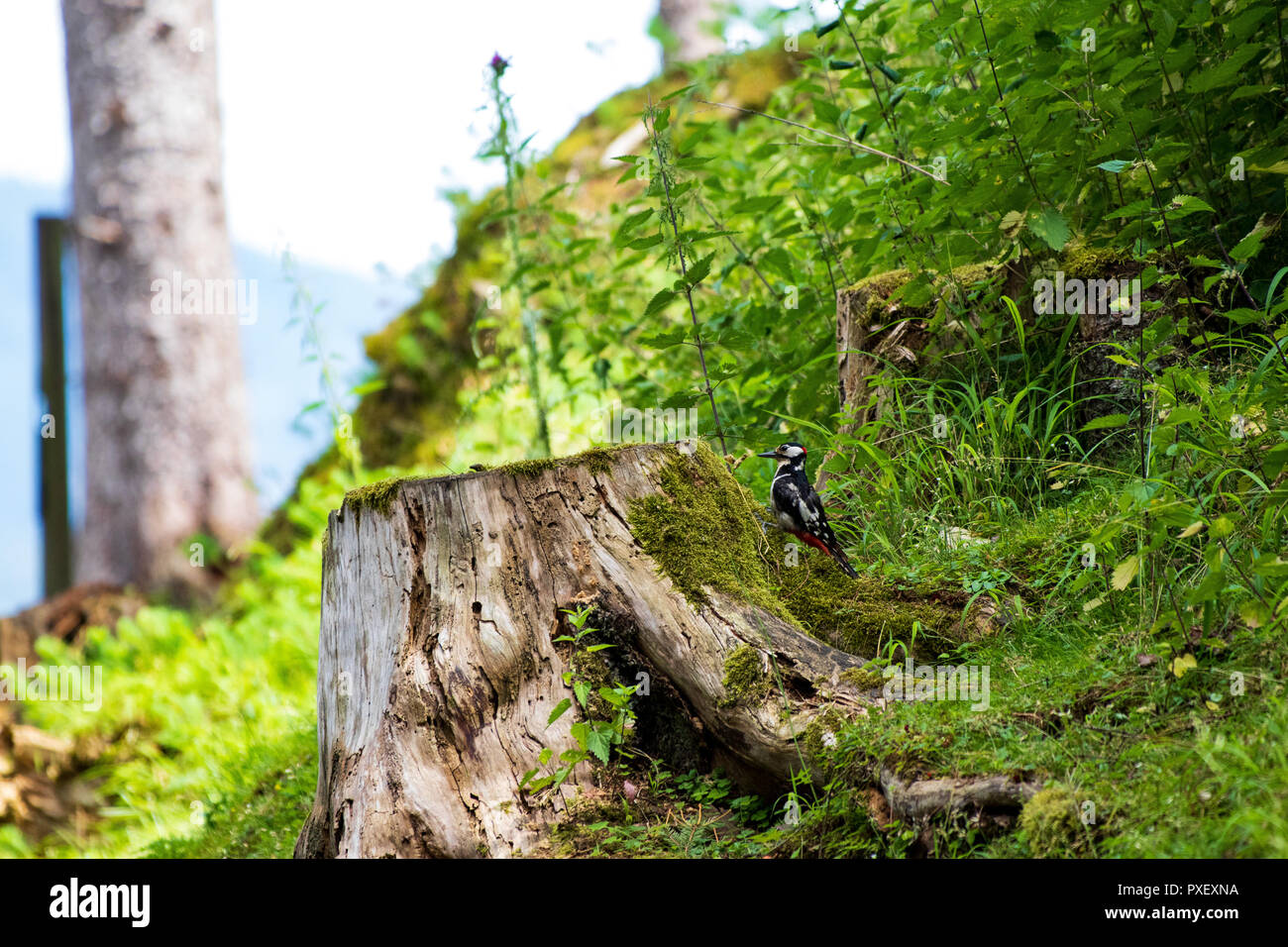 Picchio rosso maggiore seduto su un ceppo di legno nella foresta - grote bonte specht - Dendrocopos major Foto Stock