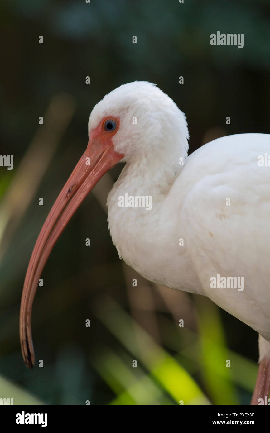 Ibis bianco ritratto, Eudocimus albus Foto Stock