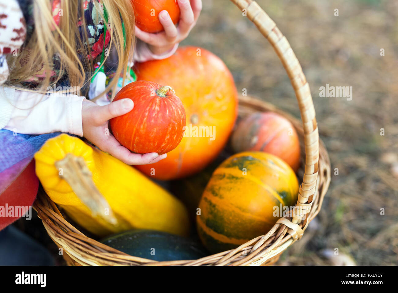 Ragazza con una varietà di zucche in mani all'aperto Foto Stock