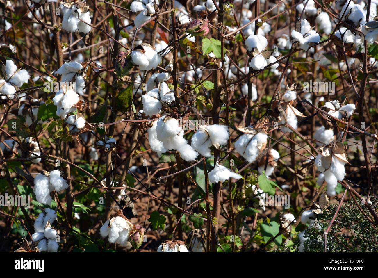 Un campo di cotone è pronta per la mietitura in Perquimans County North Carolina. Foto Stock