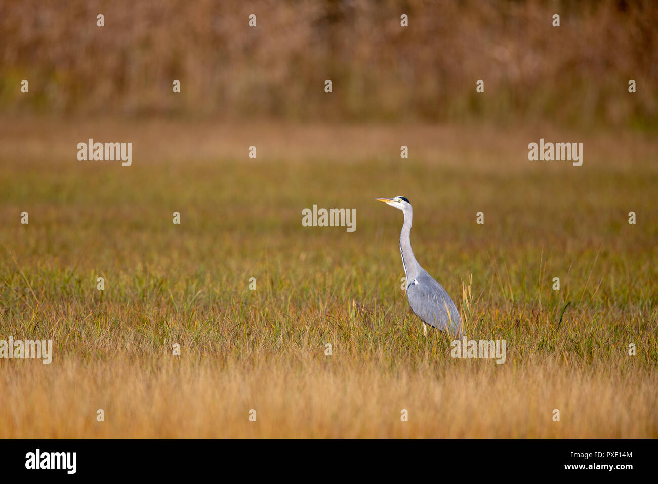 Airone cinerino (Ardea cinerea) su un prato nella protezione della natura Moenchbruch area vicino a Francoforte, Germania. Foto Stock