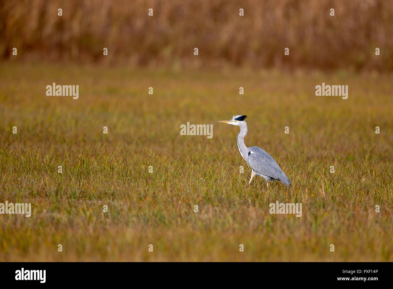 Airone cinerino (Ardea cinerea) su un prato nella protezione della natura Moenchbruch area vicino a Francoforte, Germania. Foto Stock